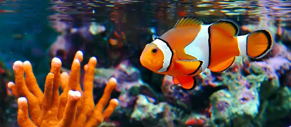 13 Arti Mimpi Melihat Ikan, Makan Ikan Menurut Primbon Jawa