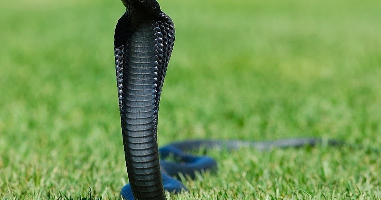 Hal yang harus dilakukan ketika di gigit ular ~ Kamus Perawat