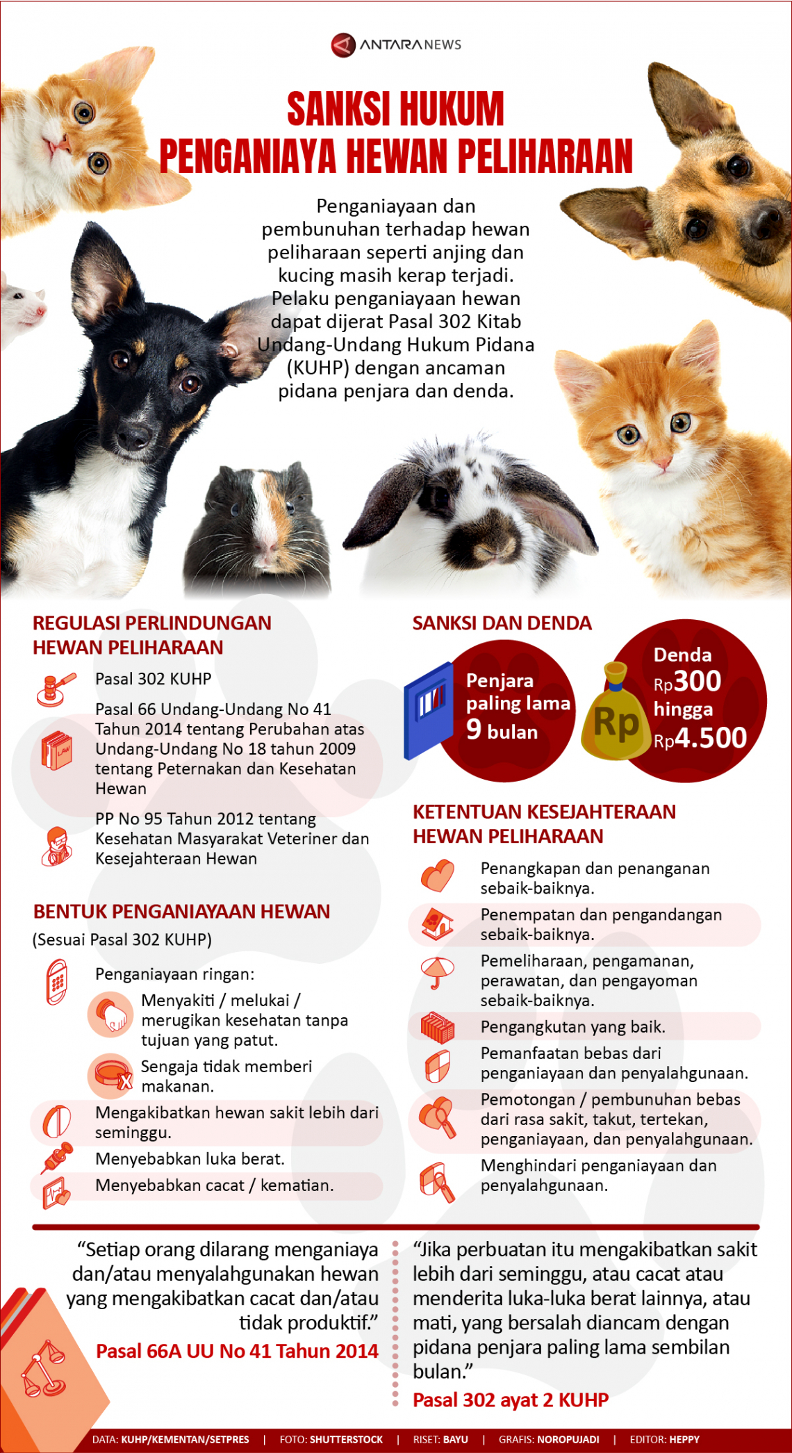 Sanksi hukum penganiaya hewan peliharaan - Infografik ANTARA News