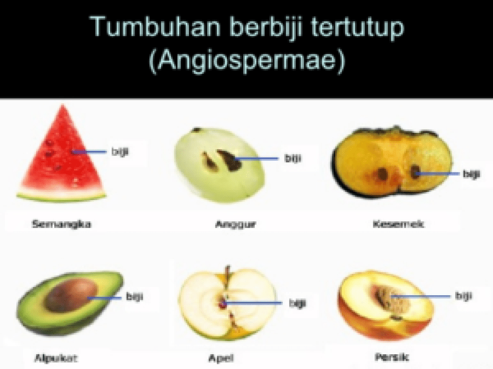 Contoh Tumbuhan Angiospermae Beserta Nama Latinnya