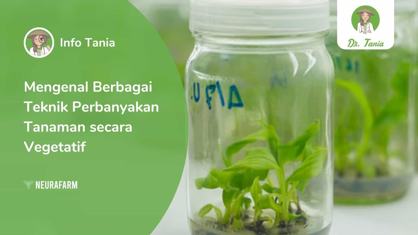 10 Tanaman Dengan Teknik Perbanyakan Yang Efektif Untuk Berkebun