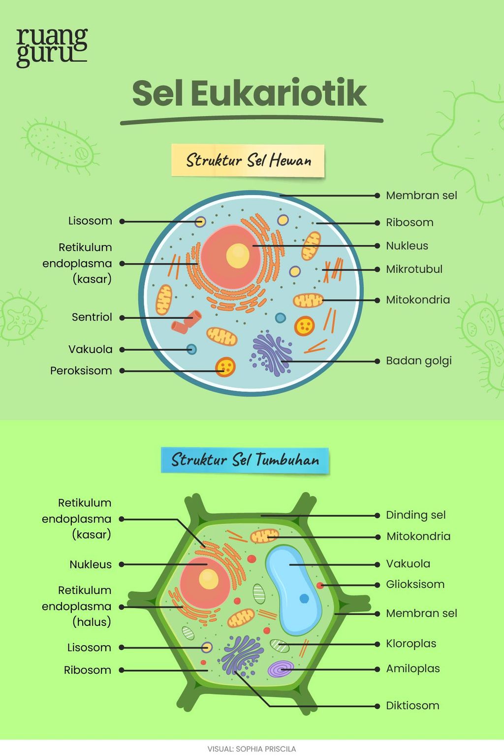 10 Jenis Sel Dalam Biologi Dan Fungsinya